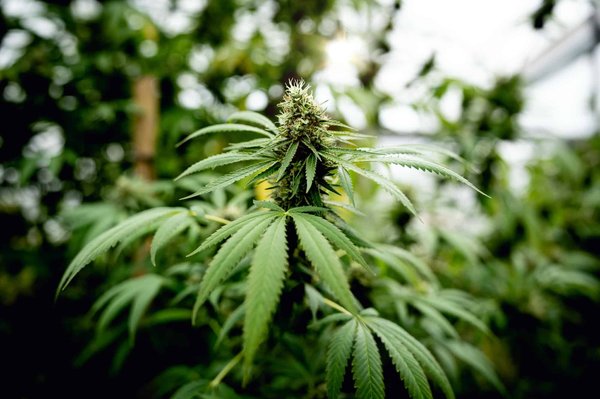 Quels sont les vertus thérapeutiques des fleurs de chanvre cultivées en Suisse ?