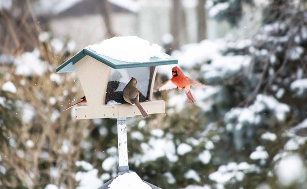Technologie au service de la nature : Comment les mangeoires intelligentes transforment l'observation des oiseaux du jardin