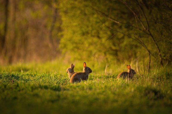 Comment détourner les lapins et les lièvres de votre jardin potager ?